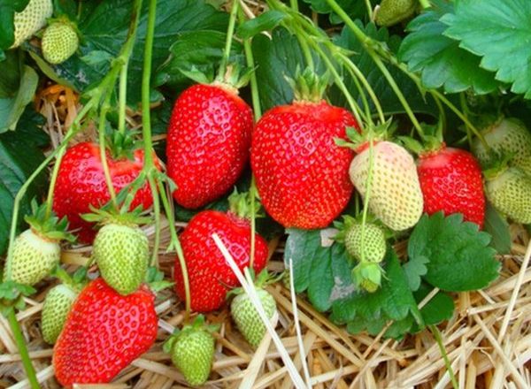  Φράουλα ποικιλία Ασία