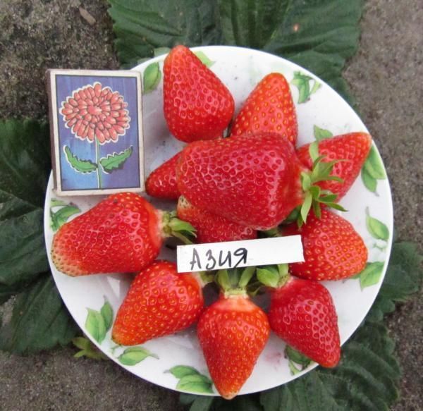 Strawberry variety Asia has excellent taste