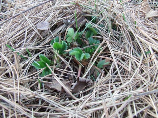 At temperatures below -15, it is necessary to cover the bushes