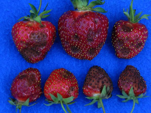 Anthracnose strawberry variety Asia