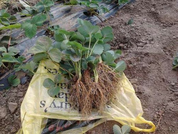 Vicoda tarafından çilek fidanlarının ekimi erken ilkbaharda veya Ağustos sonunda gerçekleşir.