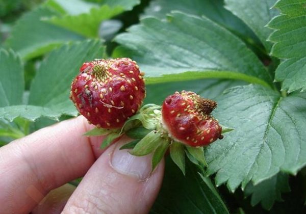 Fraises, nématode déformé