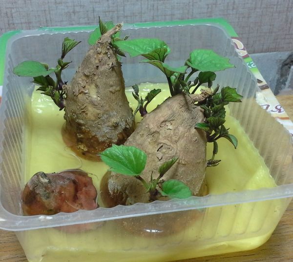 You can start germinating tubers in March