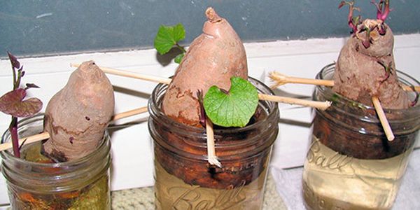 For planting in open ground, half of tubers are germinated in a glass of water