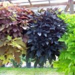 Ipomoea yam in landscape design