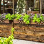 Ipomoea yam in landscape design