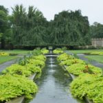 Ipomoea yam in landscape design