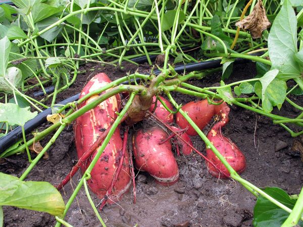 Sweet potato tubers are edible and are also used for medicinal purposes.