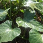 The leaves are heart-shaped.