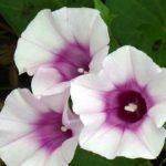 Ipomoea yam flowers