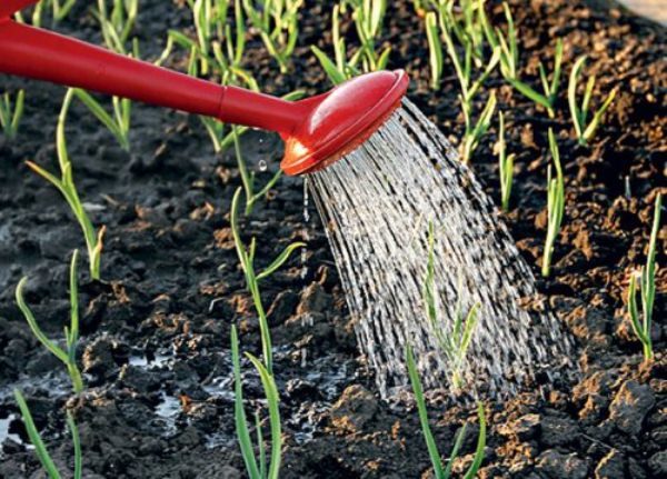 Чесънът е растение, което не понася прекомерна влага.