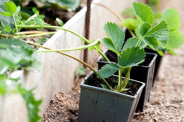 Reproduction is possible with a mustache, as well as dividing the bush