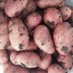 Bellarosa après avoir creusé