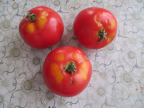 Tache jaune à la tige