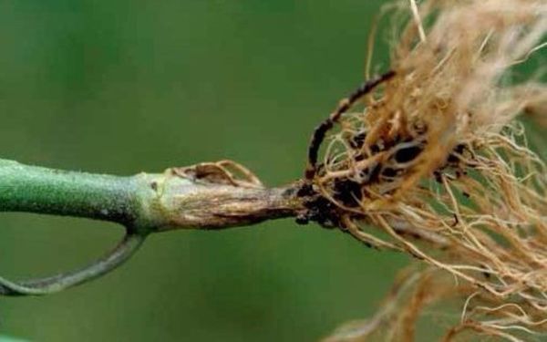 La pourriture des racines