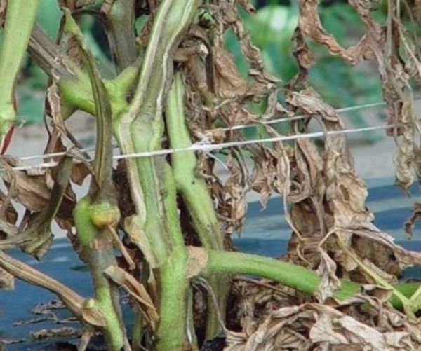 Flétrissement bactérien