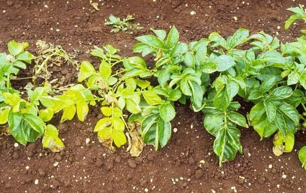 cappello a cilindro di patate