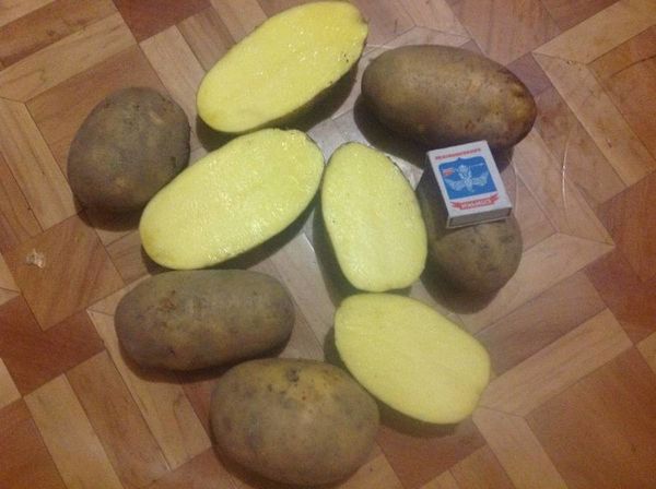 I tuberi sono grandi, carne giallastra