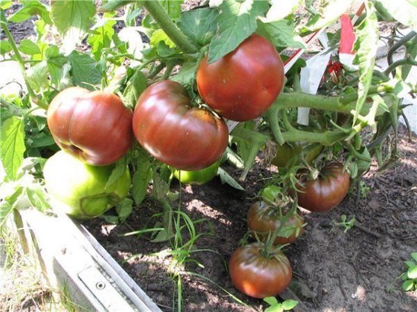 The bushes of the Black Prince are quite high, so the stems and brushes must be tied up so that the shoots do not break under the weight of the tomatoes.
