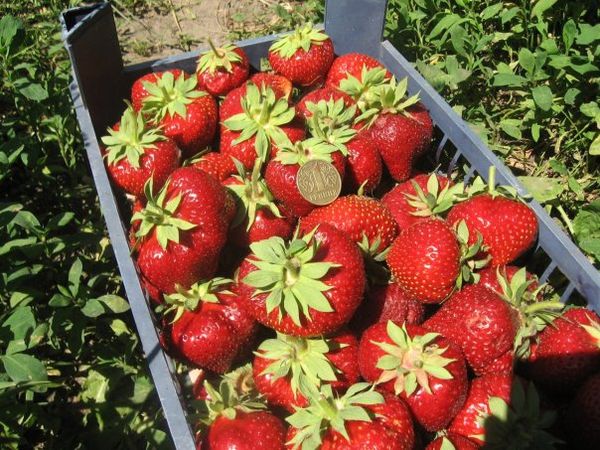 Si ritiene che Chamora Turusi sia un prodotto dell'allevamento giapponese.