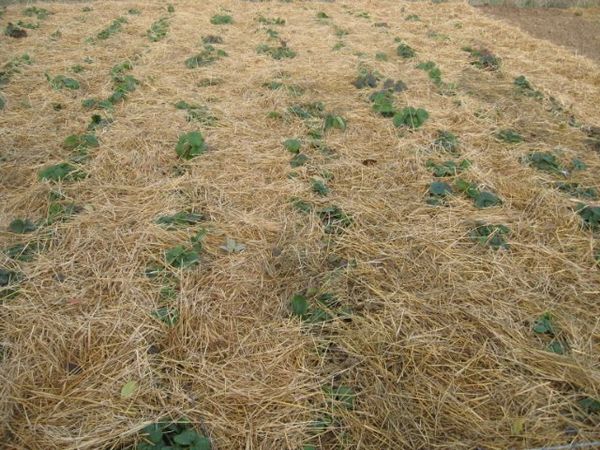 Prima dell'inizio del freddo, la terra è coperta da uno strato di segatura