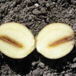 Черният крак удари клубените