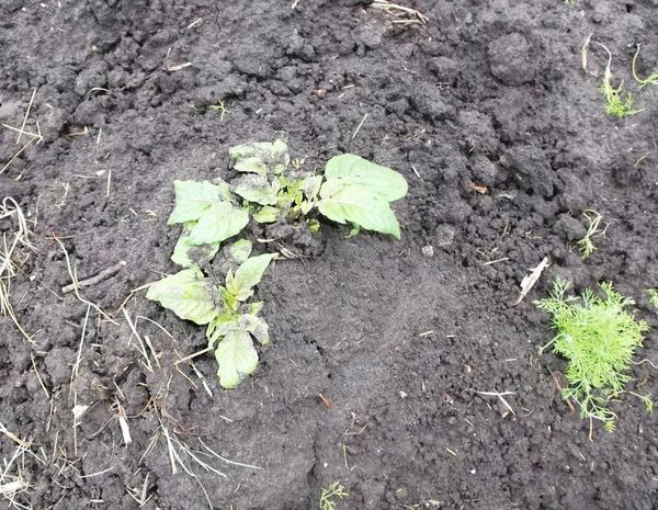 Замразени млади кълнове от картофи