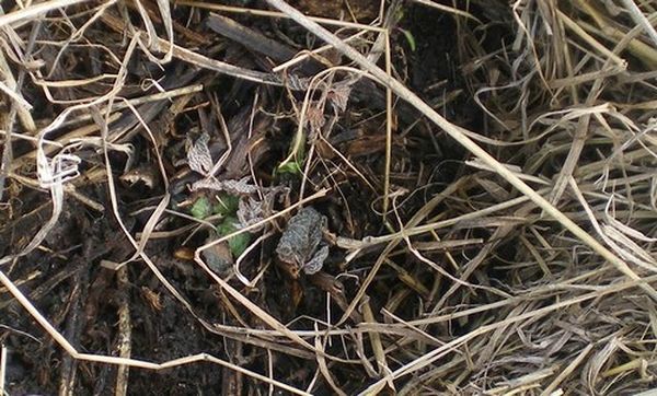 Размразяването трябва да се появи постепенно, да покрие издънките