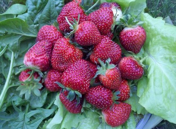  Φράουλα ποικιλίες μαύρο πρίγκηπα