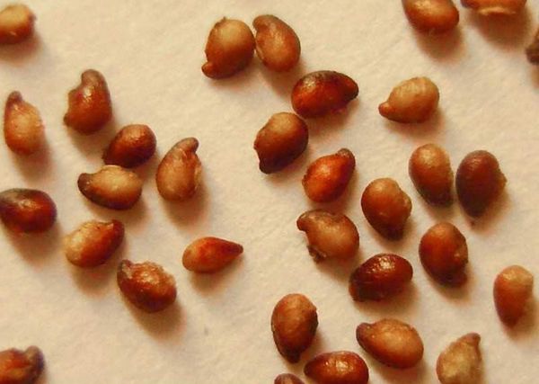 Black Prince possède de grosses graines