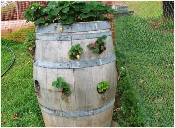 Fraises dans un tonneau en bois