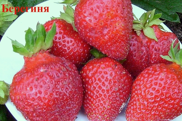 La variété de maturation moyenne, porte des fruits chaque année, résistant aux maladies fongiques