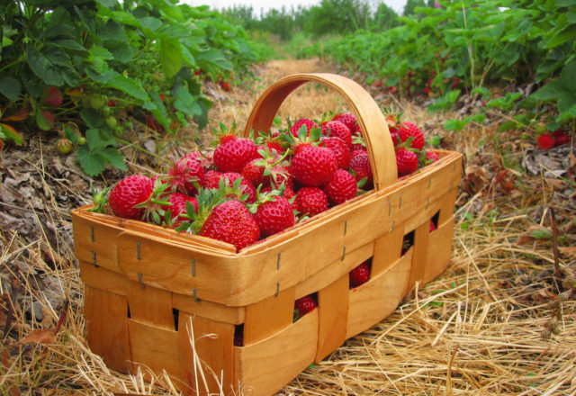  Φράουλα Evie 2