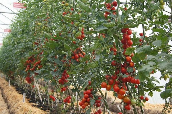 Tomates indeterminados crescem em altura