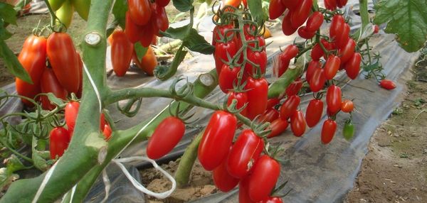 O rendimento global das variedades determinantes é menor do que o indeterminante