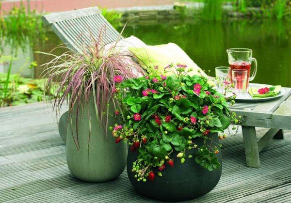 Strawberry Tuscany spesso usata nella progettazione del paesaggio.