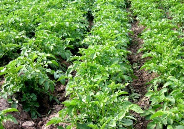 With the height of the potato topper Manifesto 15-18 cm, it is necessary to carry out deep cultivation and hilling