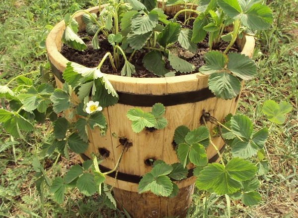  Φράουλες σε δρύινο βαρέλι