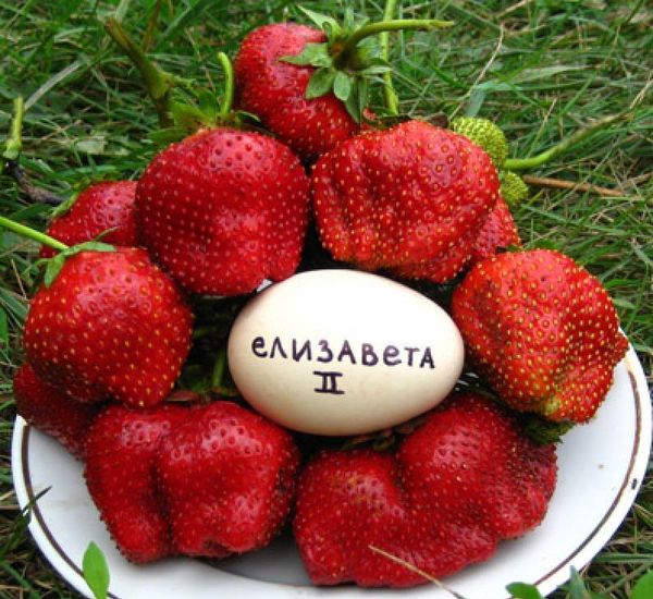 Ягодова кралица Елизабет 2