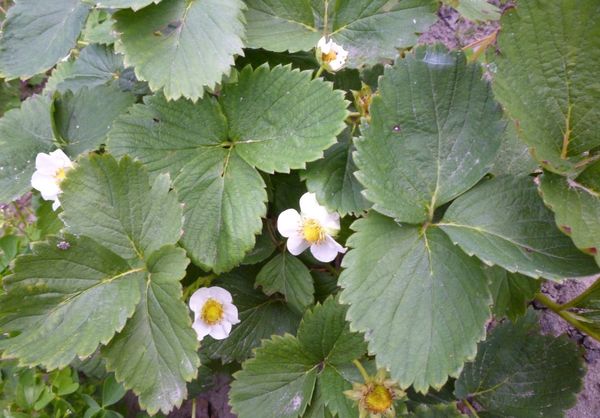 Кралица Елизабет цъфти през май един от първите