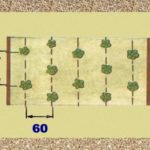 Схема за засаждане на ягоди Елизабет 1 и 2