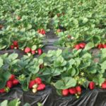 За засаждане е необходимо да изберете слънчев парцел.