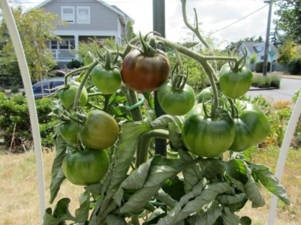 We should not allow the land to dry out around the root system of a tomato, therefore watering should be timely and regular