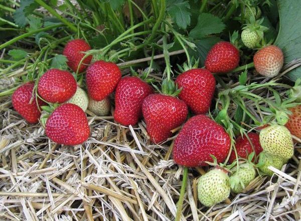  Φράουλα Φλωρεντία