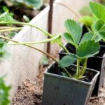 Riproduzione da rosette per bambini
