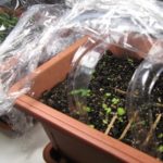 Dopo aver germogliato nel terreno