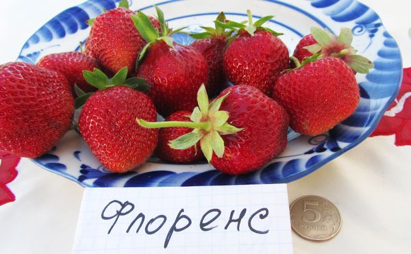 Le fragole di Firenze hanno una bella forma conica