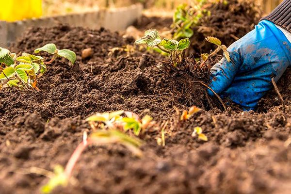 Soggetto alla tempestiva coltivazione di fertilizzanti è possibile su terreni argillosi.