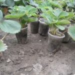 Le piantine sono meglio scegliere in tazze separate