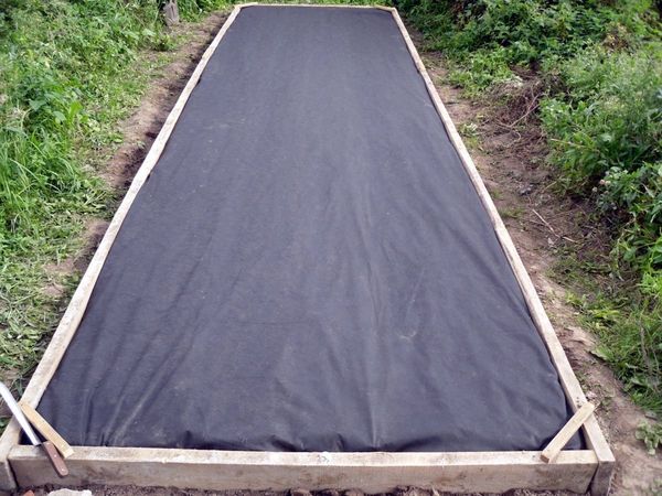 In inverno, le fragole di Firenze devono essere coperte con agrofibre.